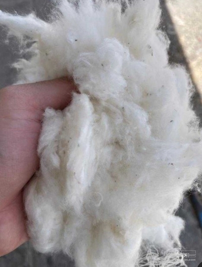فروش پنبه