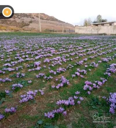 فروش زعفران (گیاه‌ دارویی)