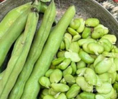 فروش باقلا تازه - باقالی - باقالا