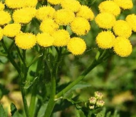 فروش شاهسپران (گیاه‌ دارویی)
