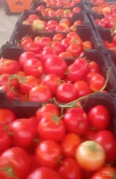 فروش گوجه فرنگی
