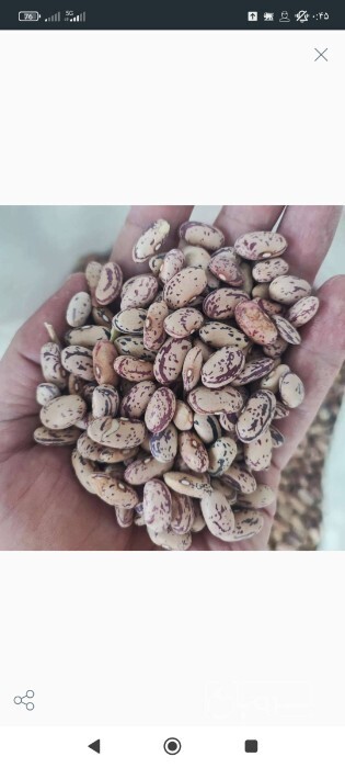 فروش لوبیا چیتی
