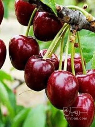 فروش گیلاس