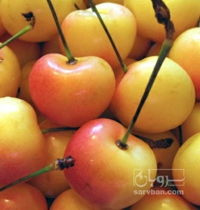 فروش گیلاس سفید