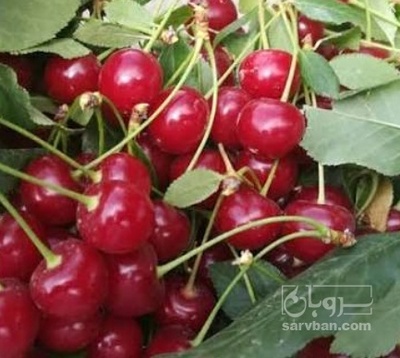 فروش آلبالو