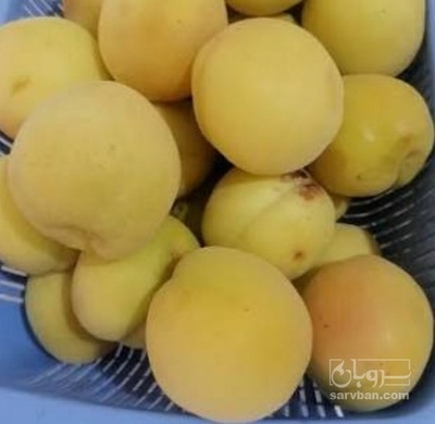 فروش زردآلو
