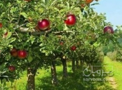 فروش سیب قرمز