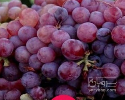 فروش انگور