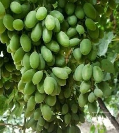 فروش غوره عسگری