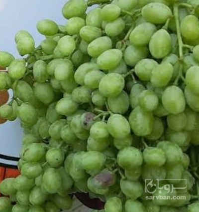 فروش غوره فخری