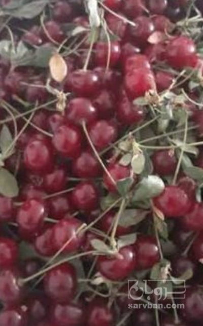 فروش آلبالو