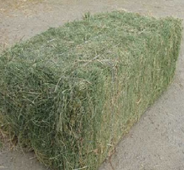 فروش یونجه
