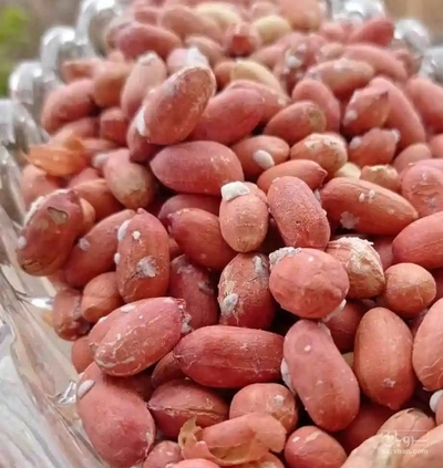 فروش بادام زمینی