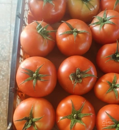 فروش گوجه فرنگی