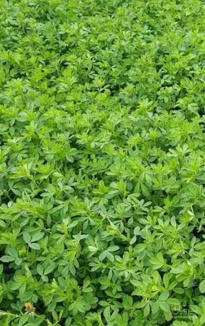 فروش یونجه