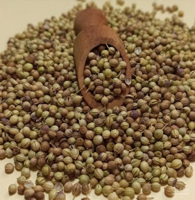 فروش تخم گشنیز