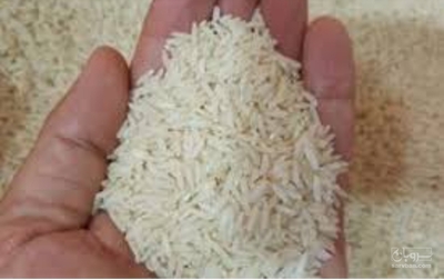 فروش شالی برنج طارم هاشمی