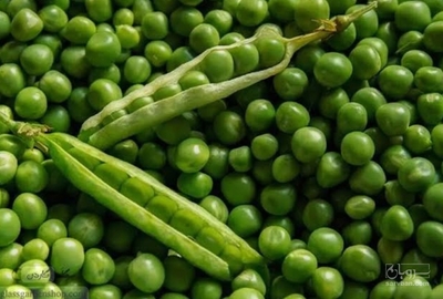 فروش نخود فرنگی