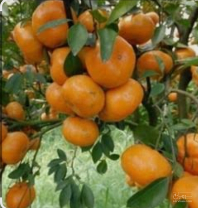 فروش نارنگی ژاپنی
