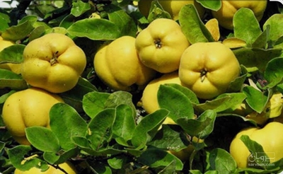 فروش به میوه