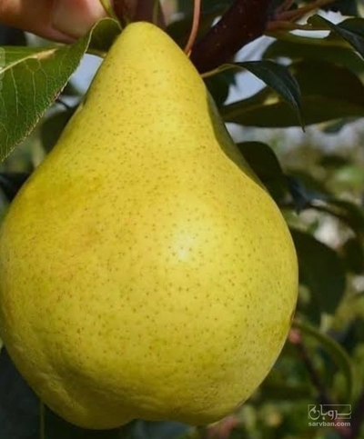 فروش گلابی