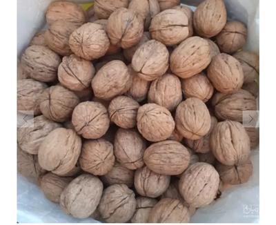 فروش گردو