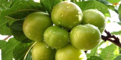 فروش گوجه سبز