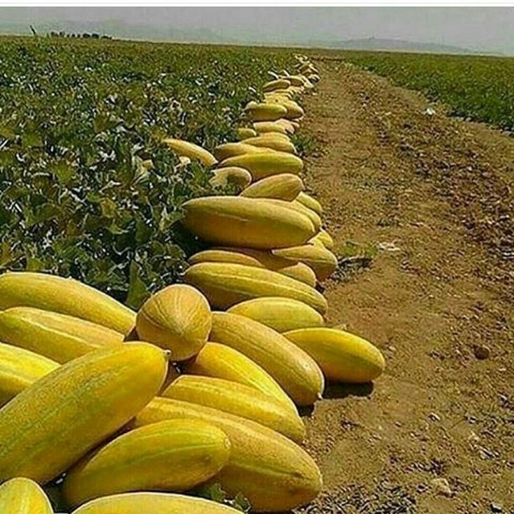 فروش خربزه تاشکن