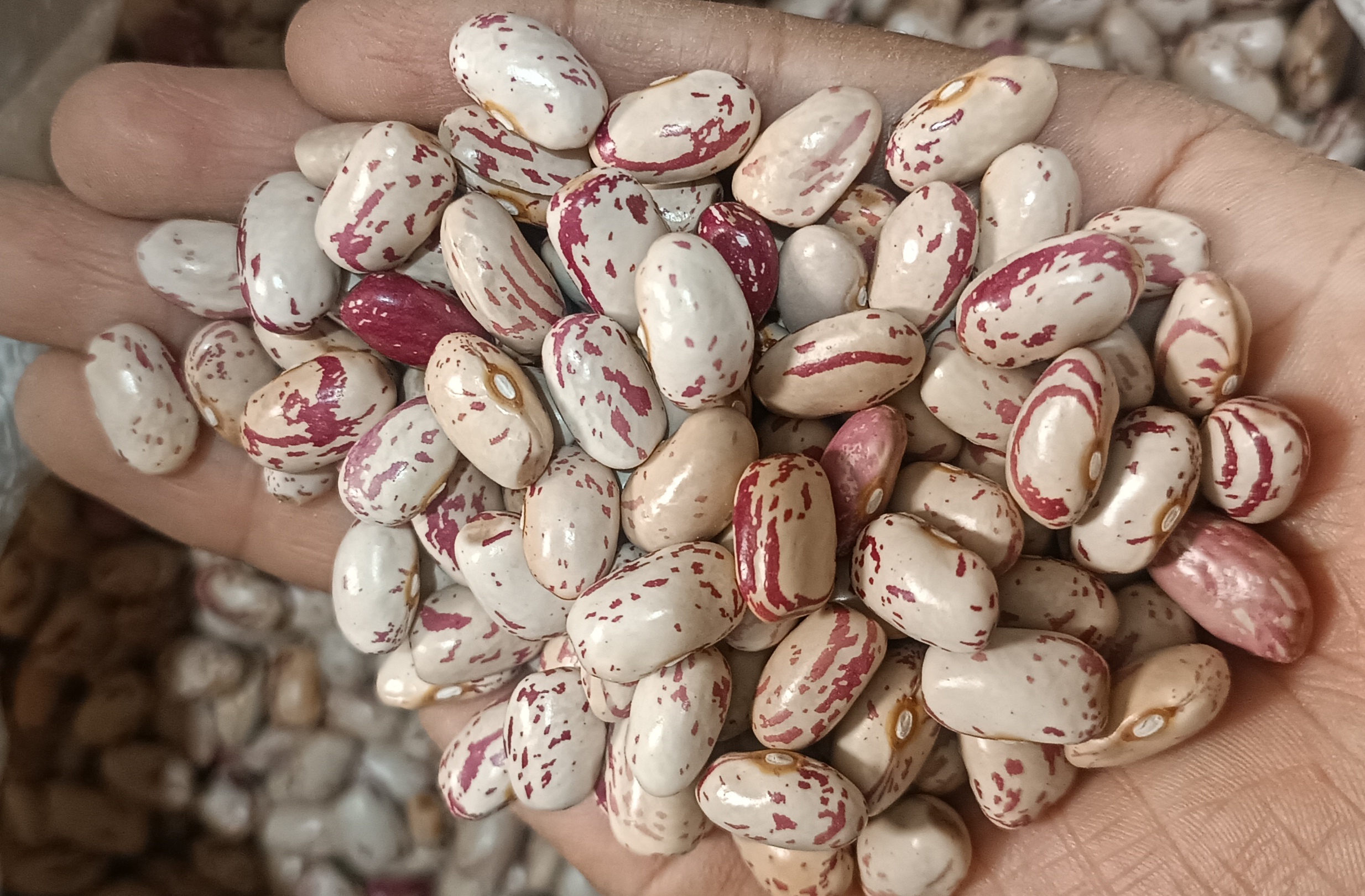 فروش لوبیا چیتی