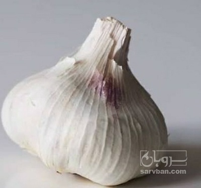 فروش سیر