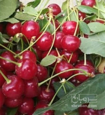 فروش آلبالو