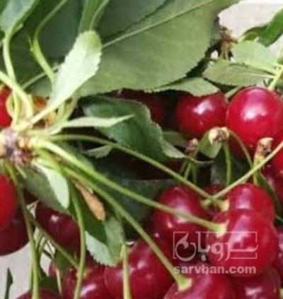 فروش آلبالو