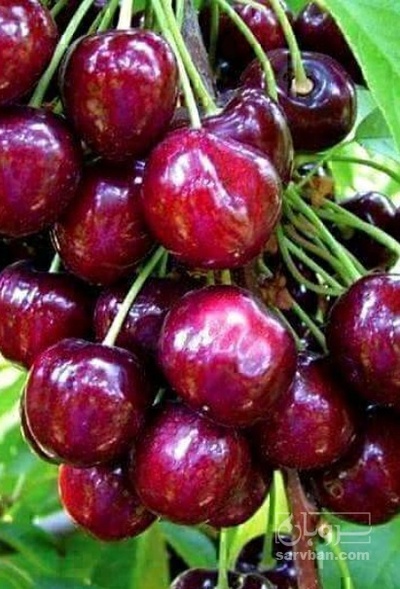 فروش گیلاس