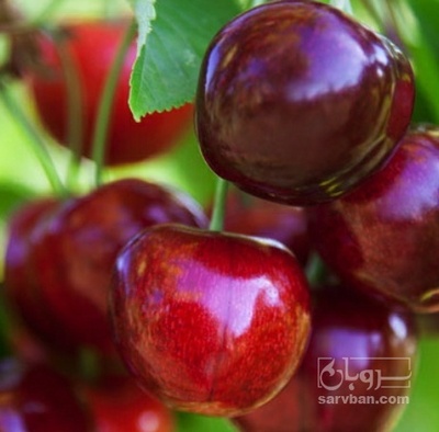 فروش گیلاس