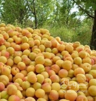 فروش زردآلو