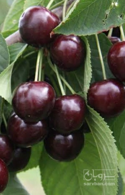 فروش گیلاس