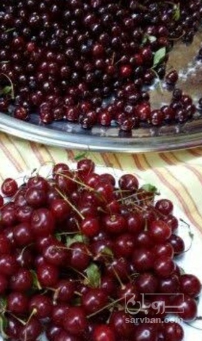 فروش آلبالو