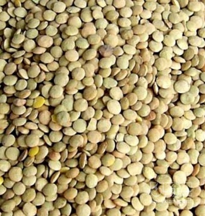 فروش عدس