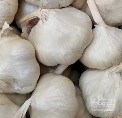 فروش سیر