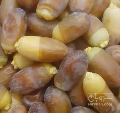 فروش رطب