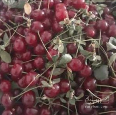 فروش آلبالو