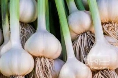 فروش سیر