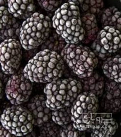 فروش شاتوت منجمد