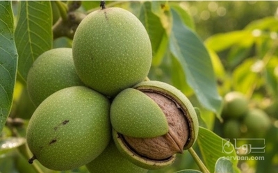 فروش گردو