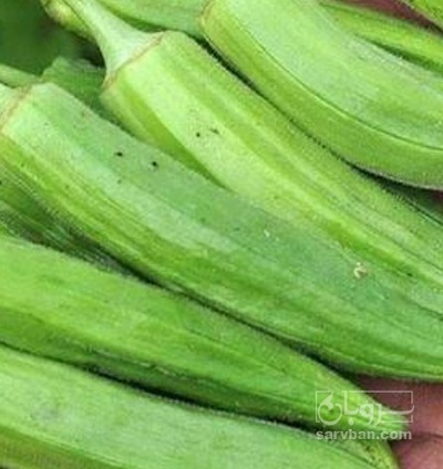 فروش بامیه