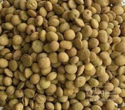 فروش عدس