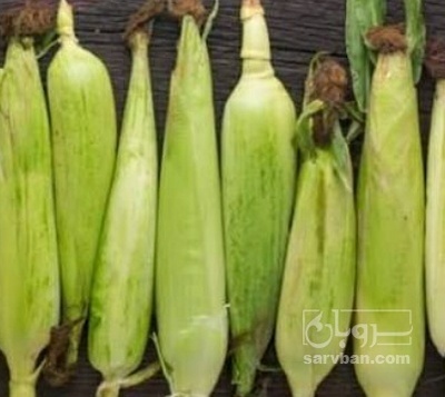 فروش ذرت مکزیکی