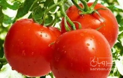 فروش گوجه فرنگی