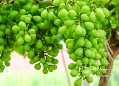 فروش غوره