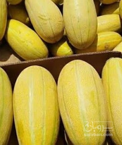 فروش خربزه مشهدی